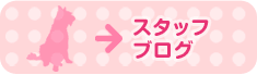 スタッフblog
