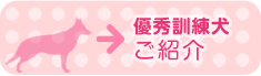 優秀訓練犬ご紹介