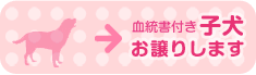 血統書付き子犬お譲りします