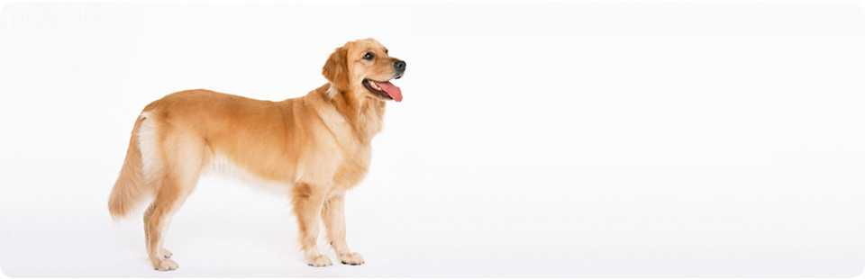 奈良　警察犬訓練所