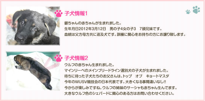 子犬情報